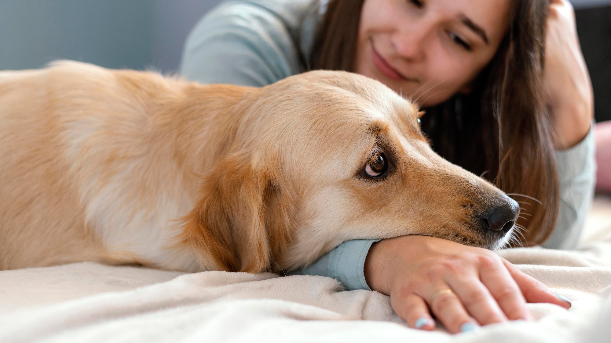 Golden retriever resting its head on a woman's arm at home