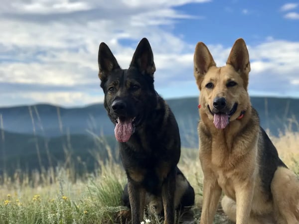 Two dogs sitting outdoors, featured in Koru K9’s dog board and train program