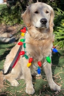 Golden Retriever Wearing a Xmas Light Necklace