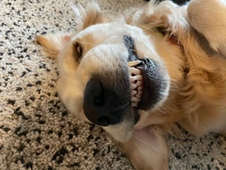 Walter, a Koru K9 Dog Client, Laying on His Back