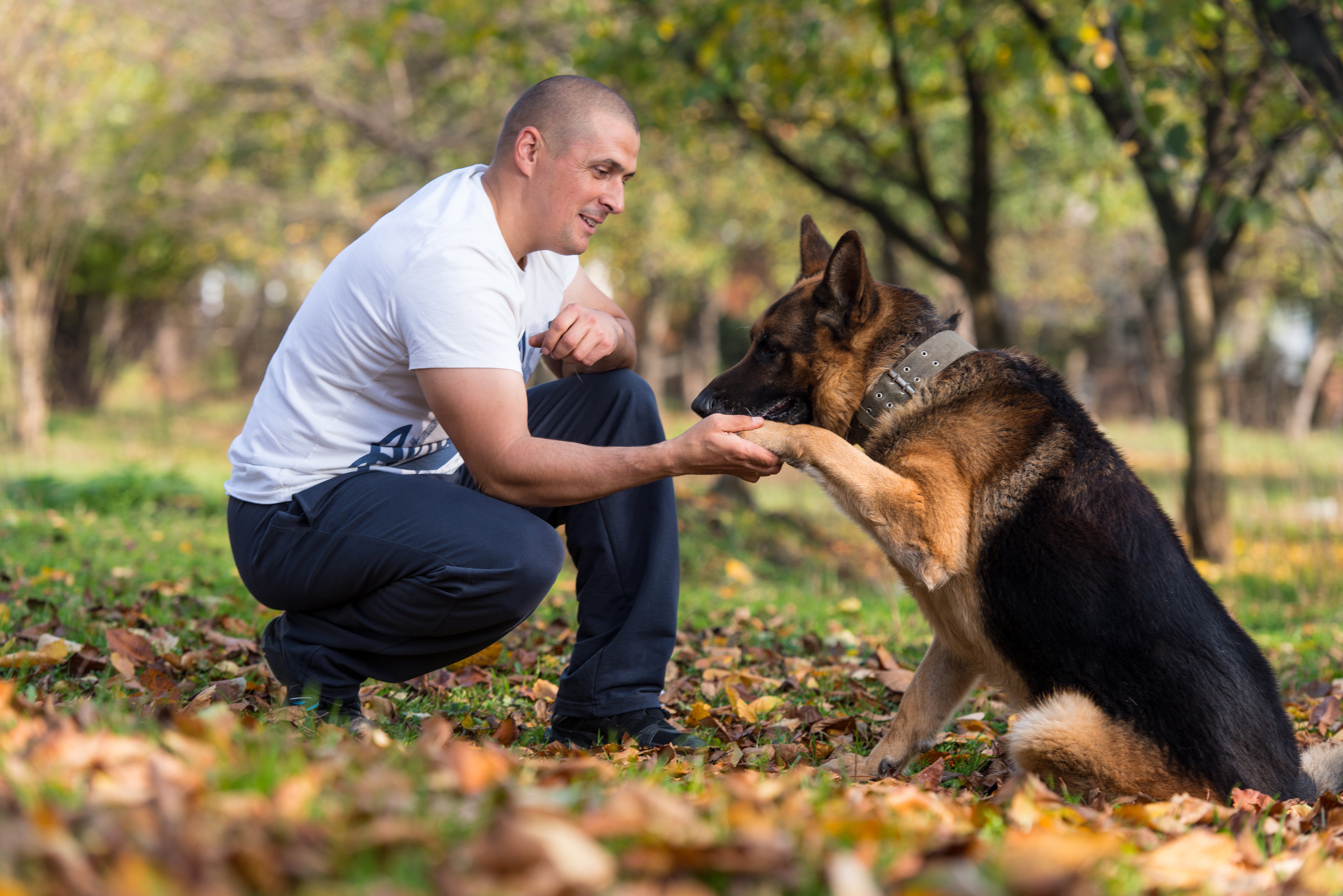 Anxious Dog Training