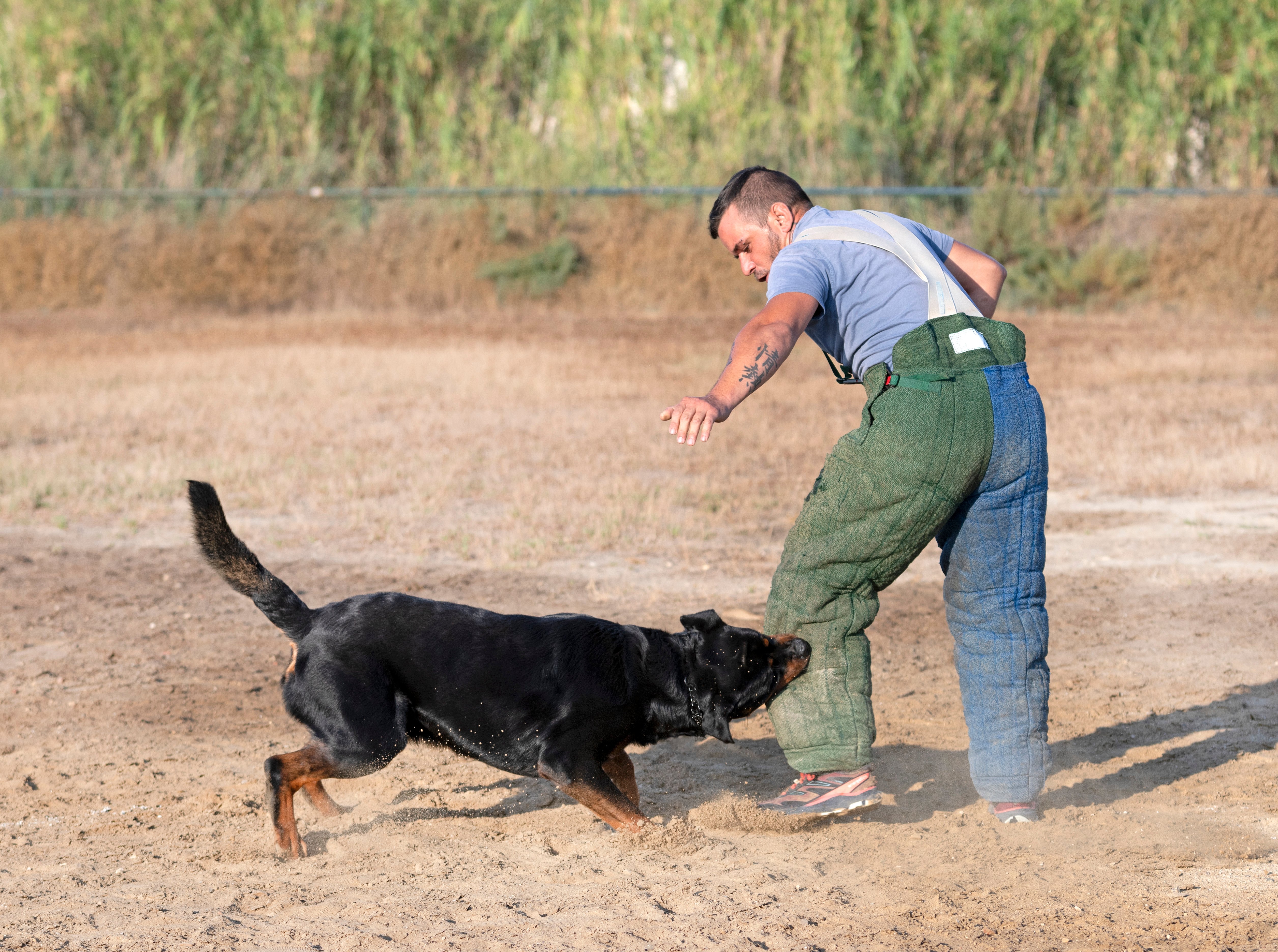 Aggressive Dog Training