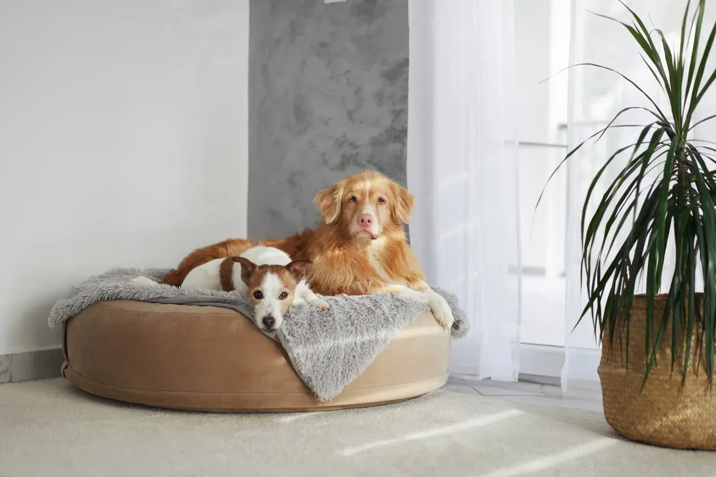 Life in a real home — Koru K9