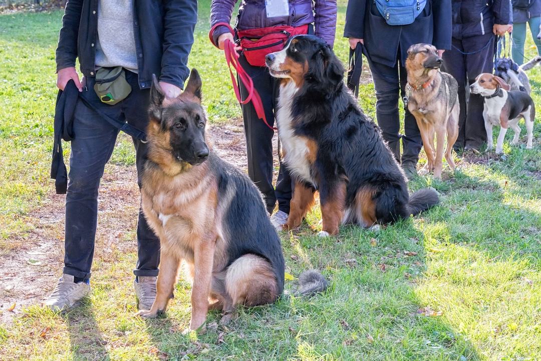 A group of owners working their dogs together in a training session