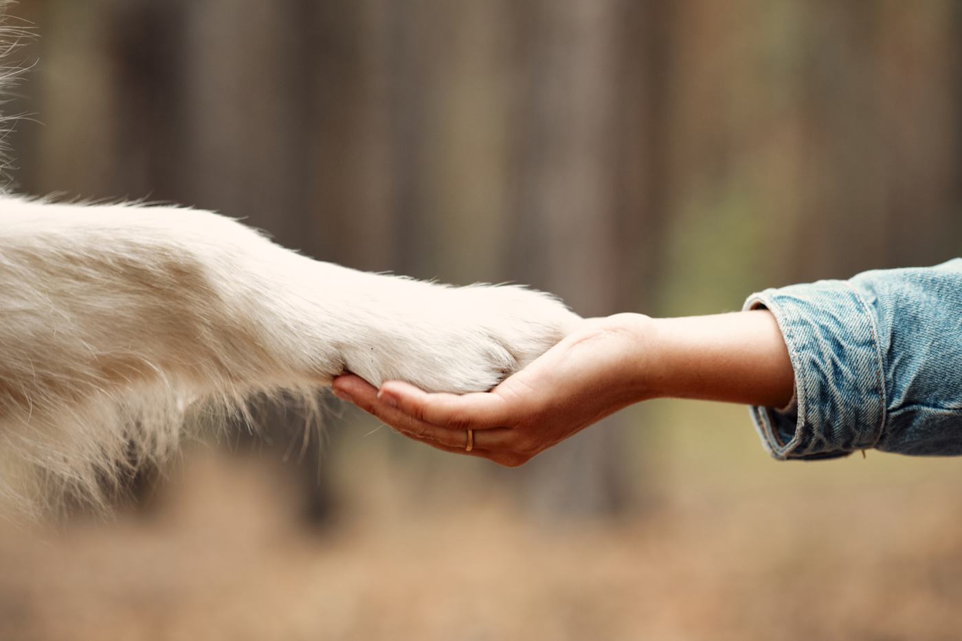 A dog resting its paw in its owner’s hand