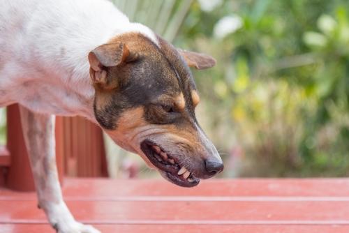 Aggression — Koru K9