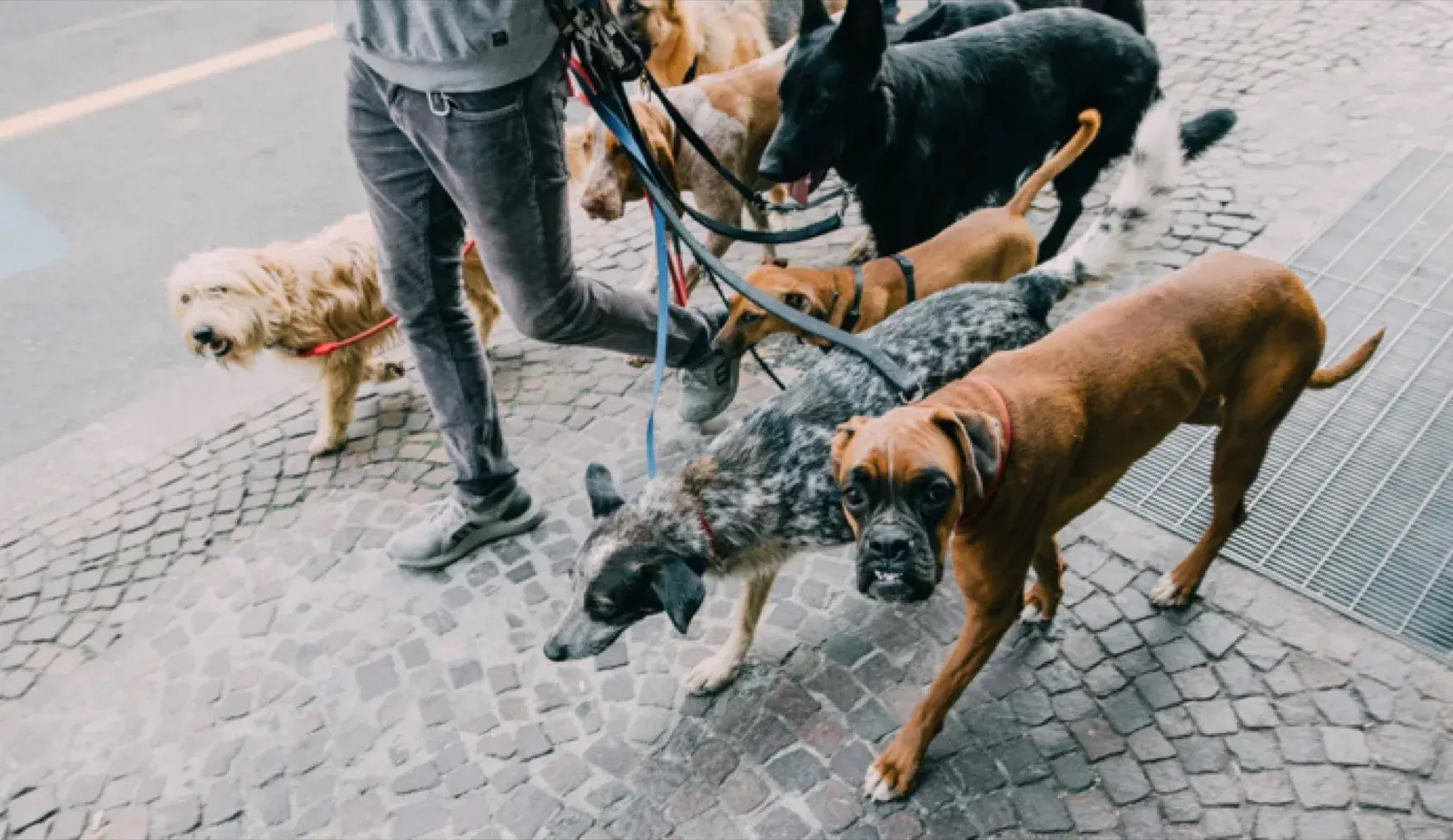 A Man Walking a Group of Dogs on a Leash