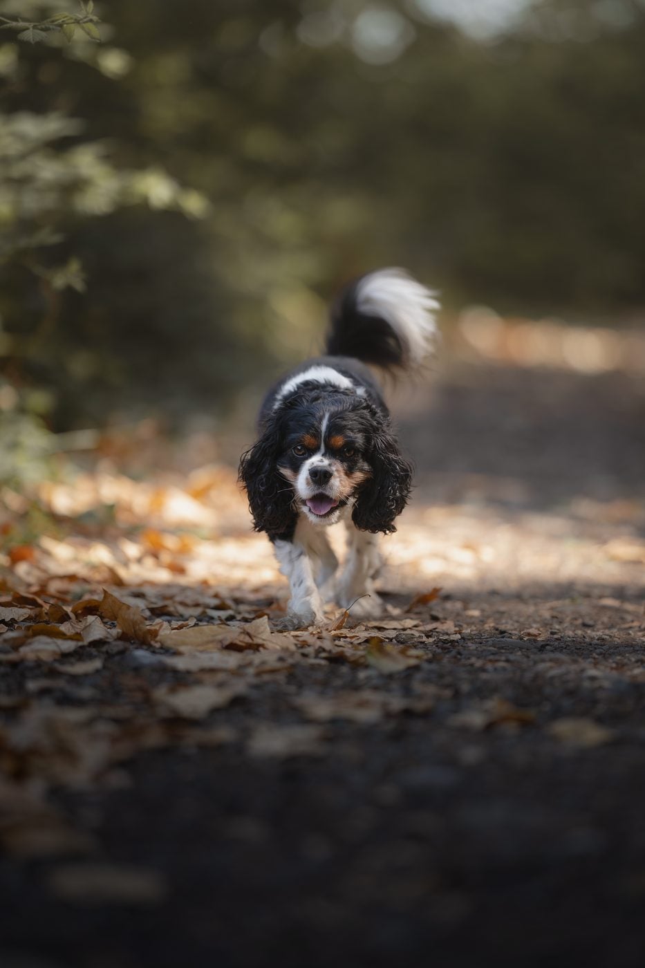 A Cavalier on an Oregon trail