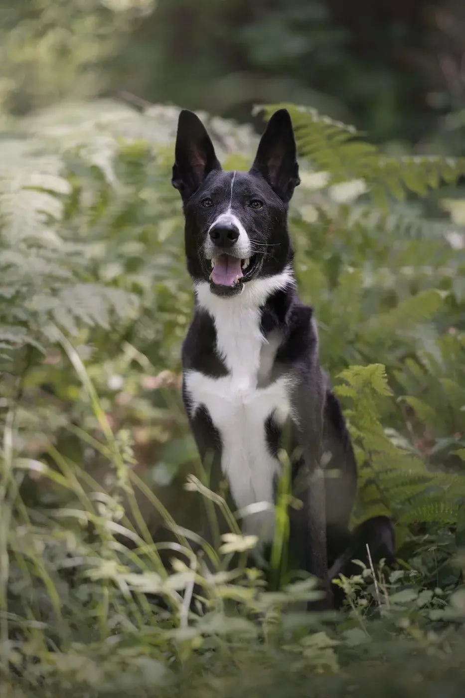 Rescue Dogs — Koru K9