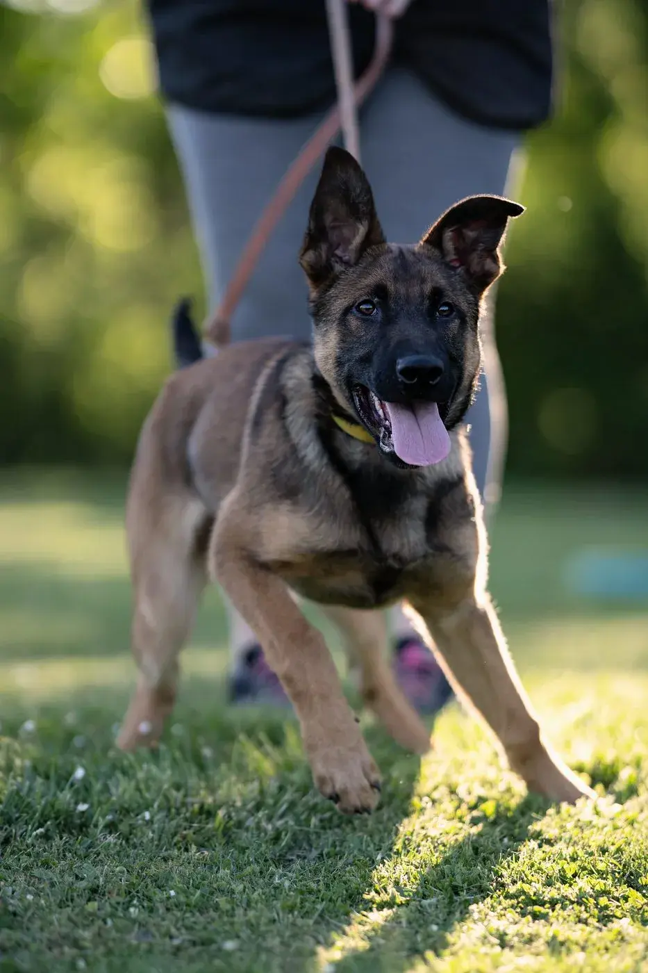 A handler heeling a Malinois during trainer school
