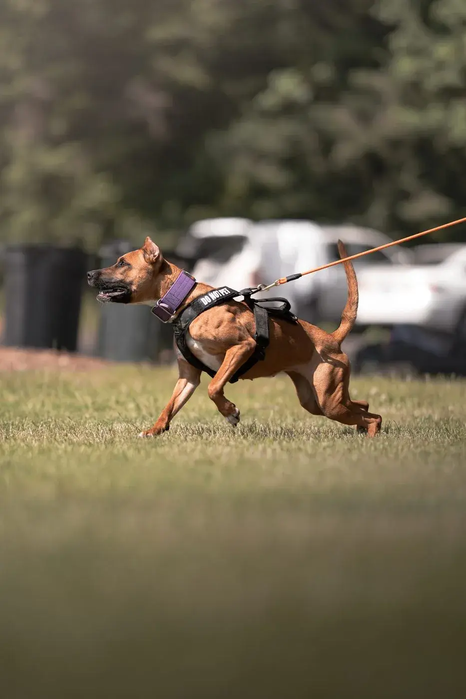 LunaDog’s AI dog-training