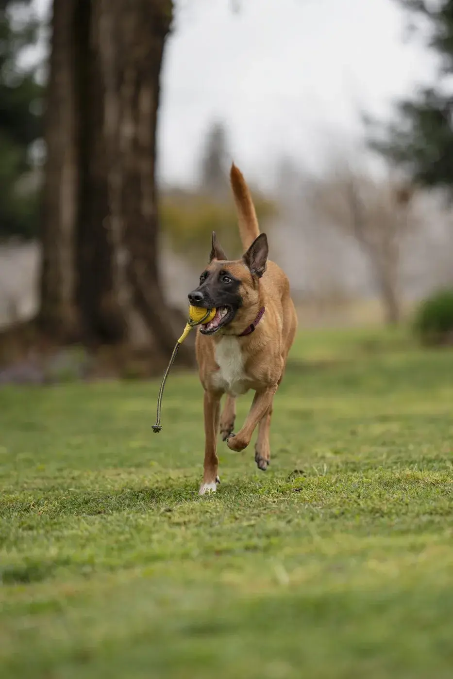 Not limited to one tool or one technique — Koru K9