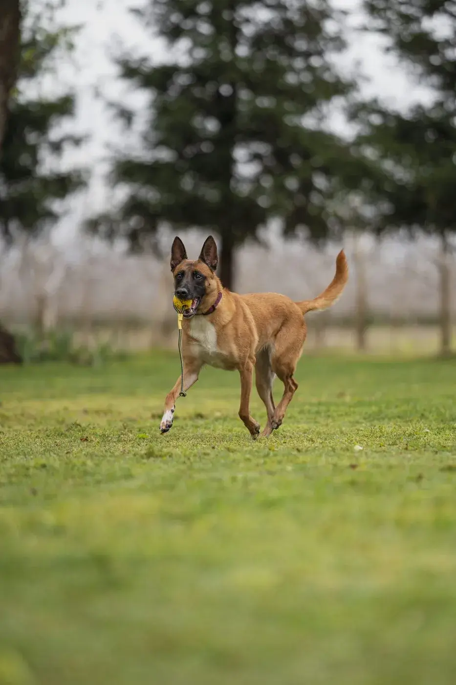 Real-world training daily — Koru K9