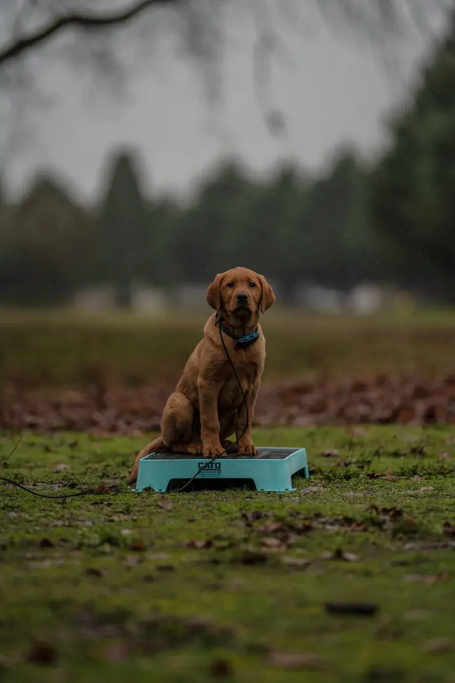 A Lab holding place in a Texas park