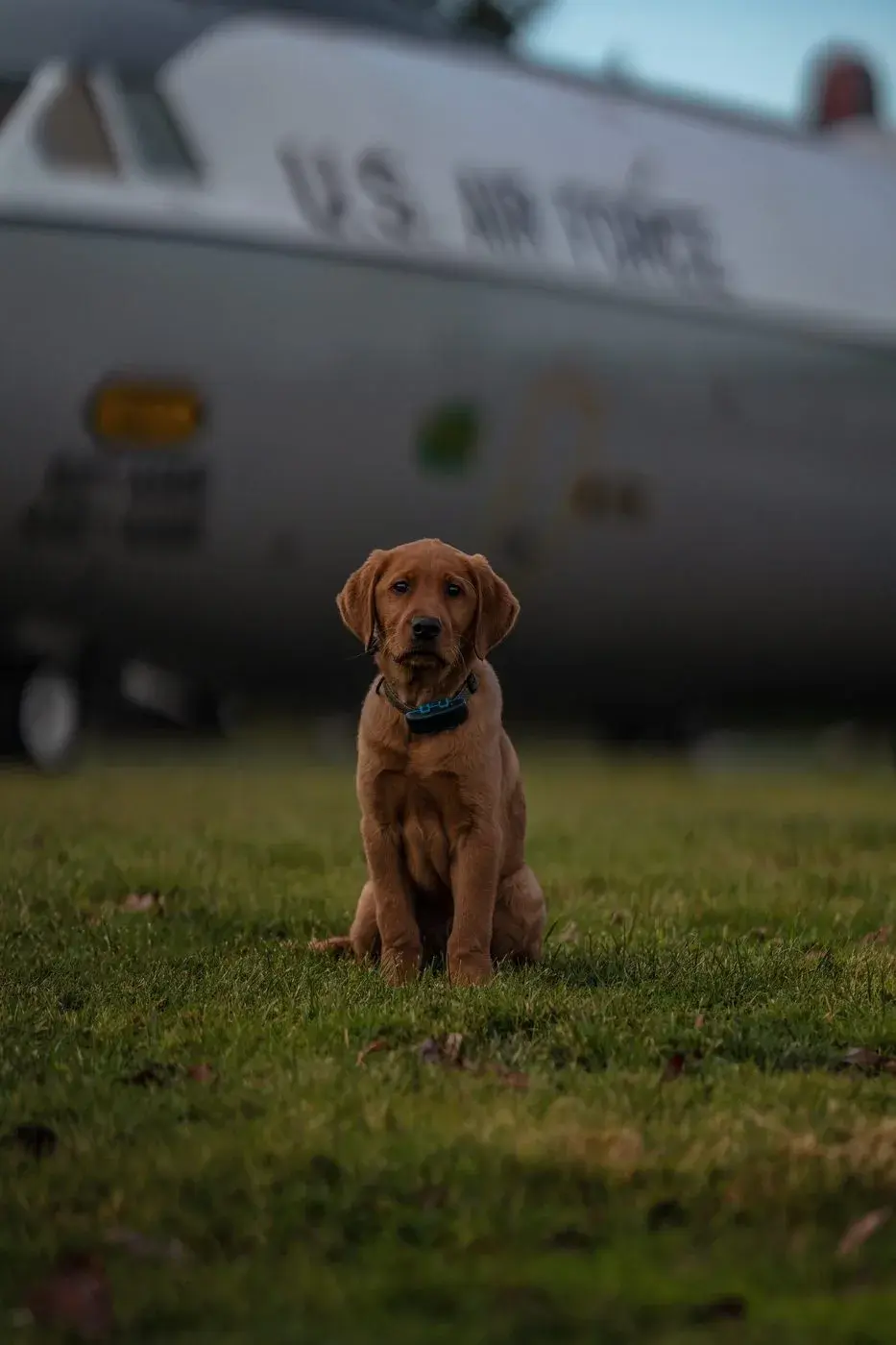A puppy holding a calm sit-stay outdoors