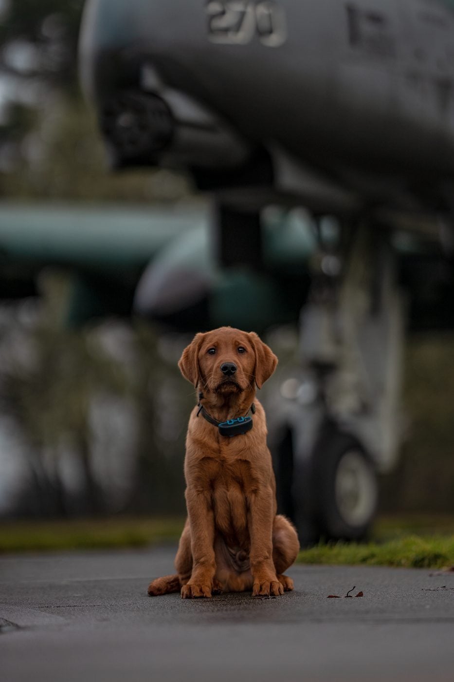 A puppy holding a calm sit-stay outdoors