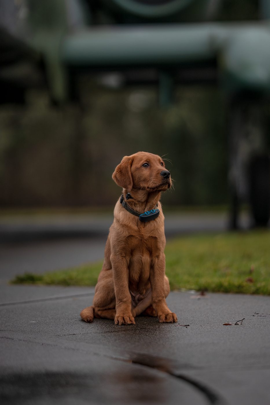 A puppy holding a calm sit-stay outdoors