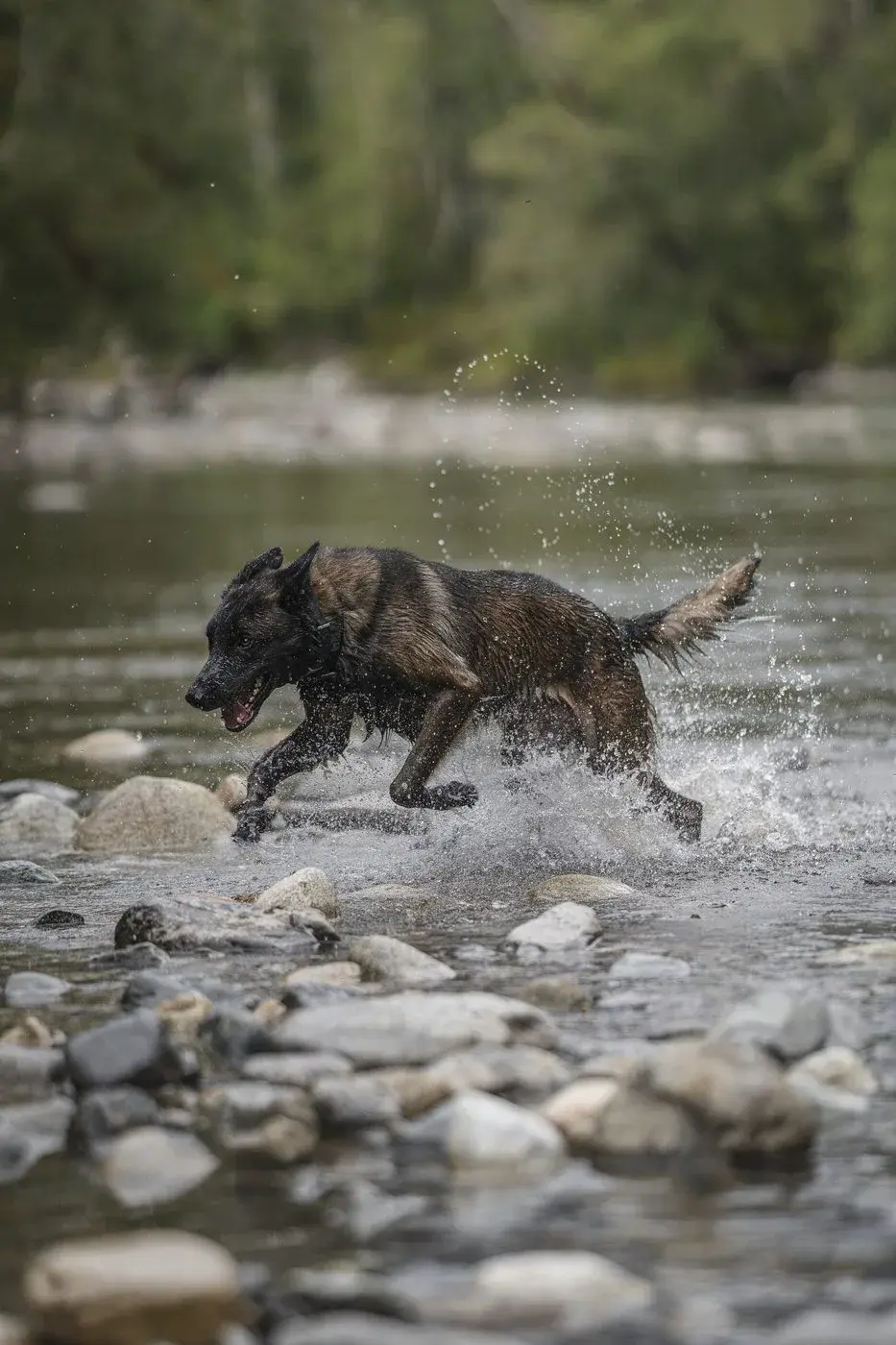 A shepherd splashing through a river