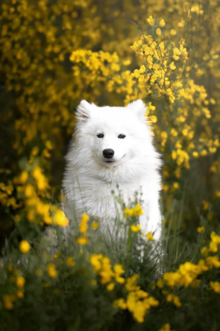 A well-trained dog sitting calmly in a field of wildflowers