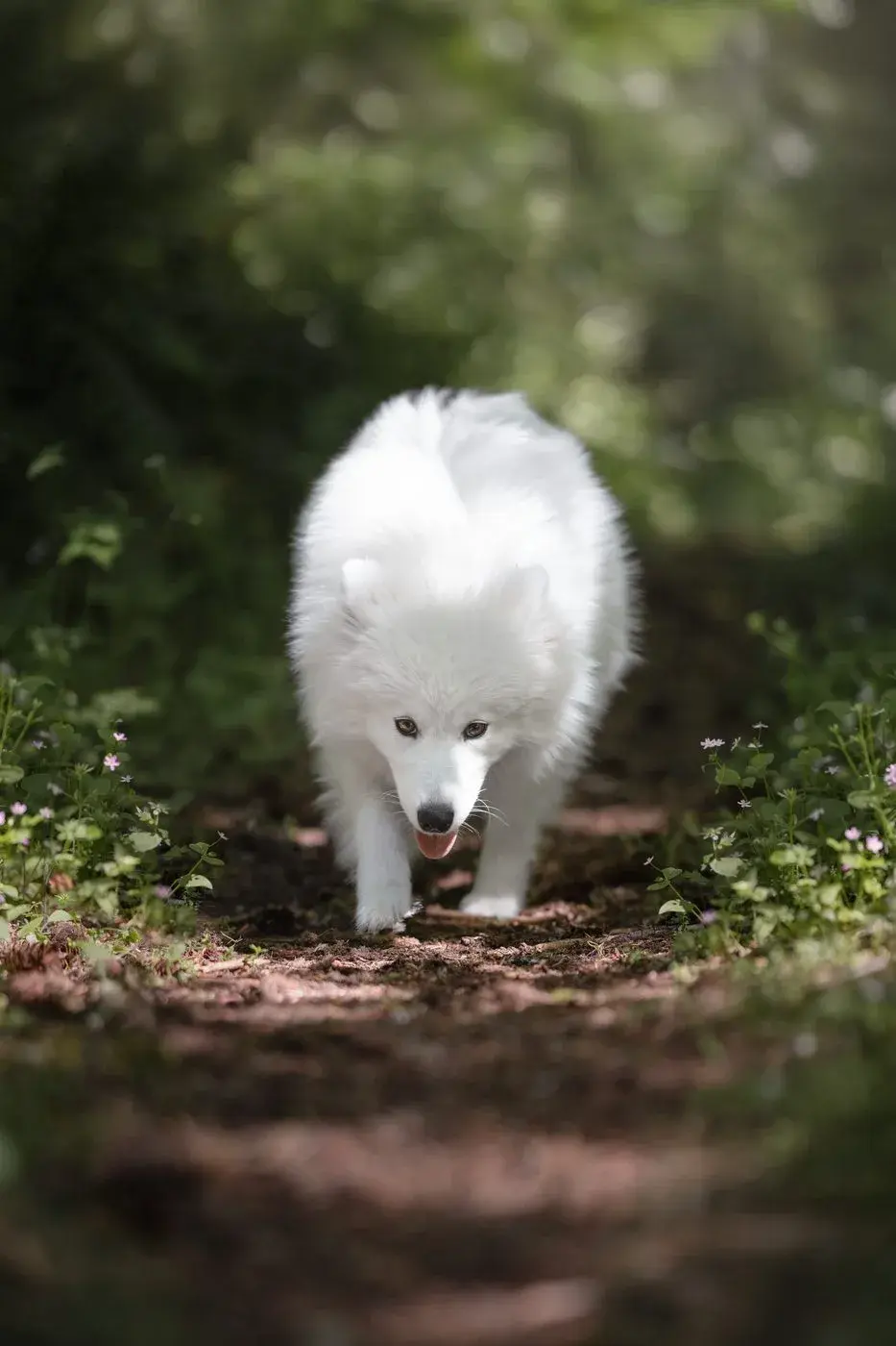 A dog walking calmly down a woodland trail