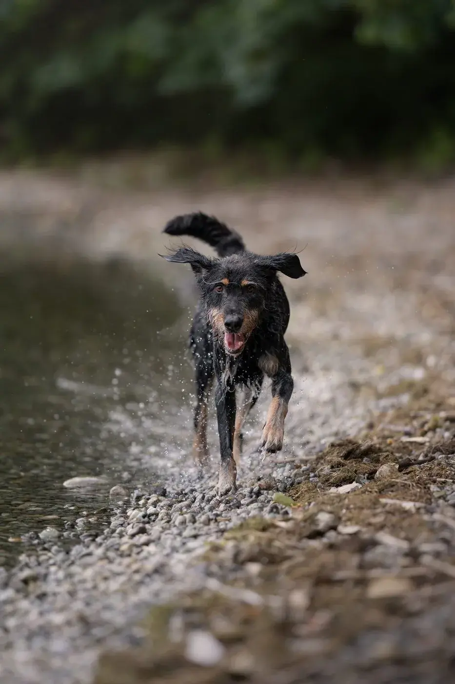 Everything your dog needs — nothing extra to buy — Koru K9