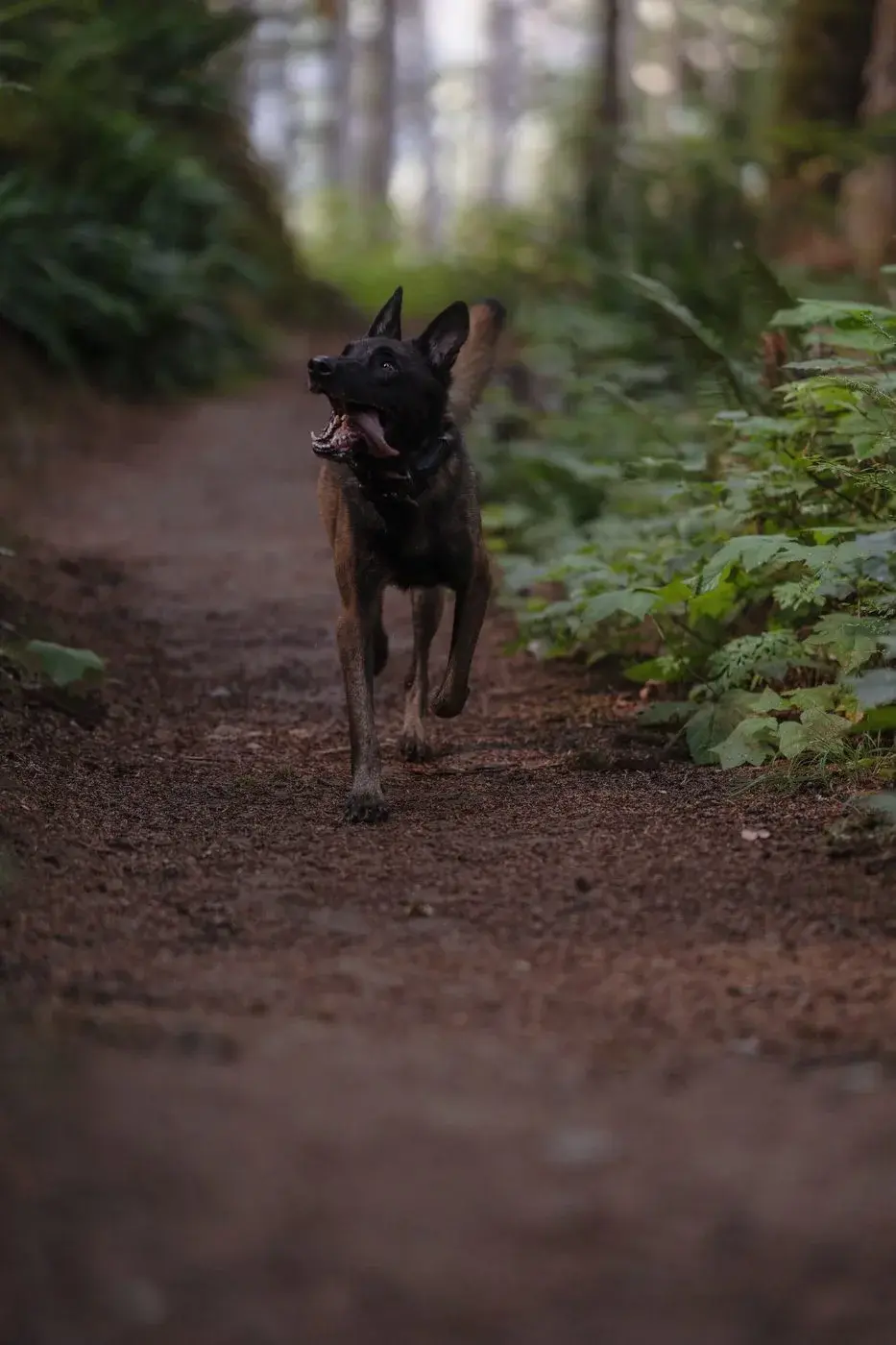 Daily real-world training — Koru K9