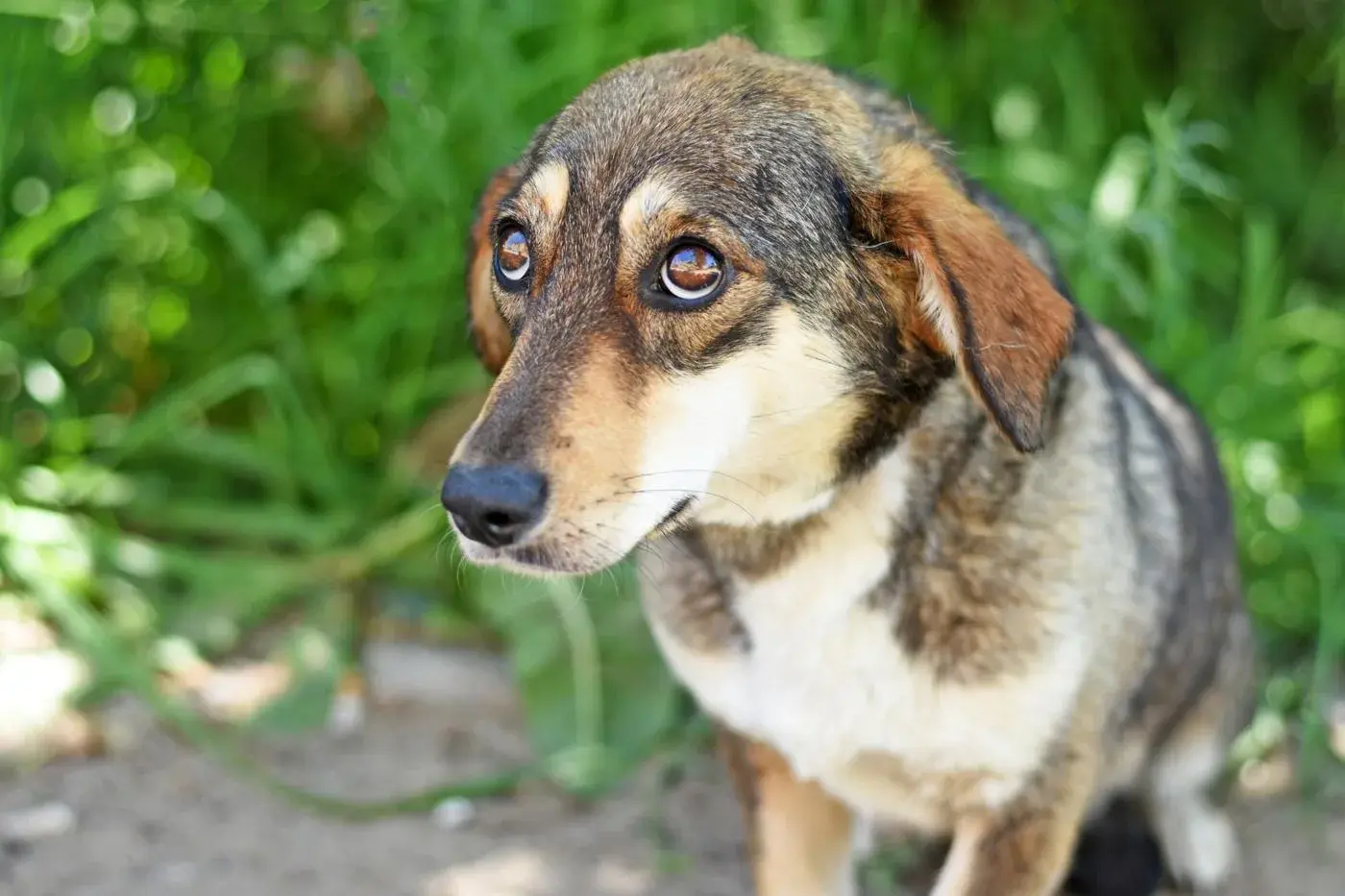 An alert, attentive dog in training