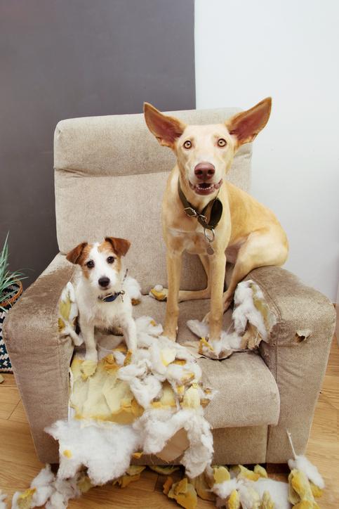 Two dogs and the aftermath of a chewed-up chair