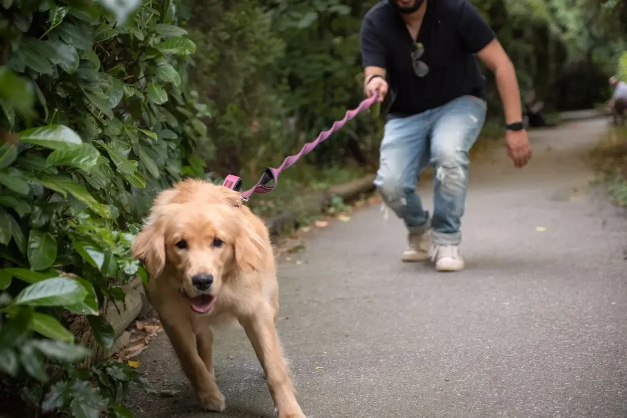 Get a custom plan — Koru K9