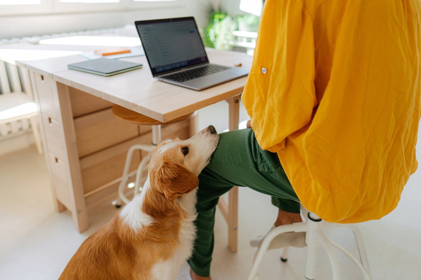 Tell us about your dog — Koru K9