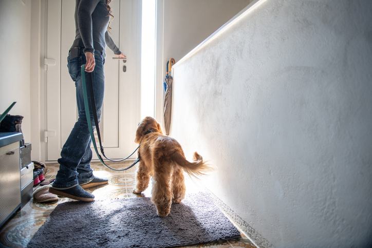 Delivery & go-home lesson — Koru K9