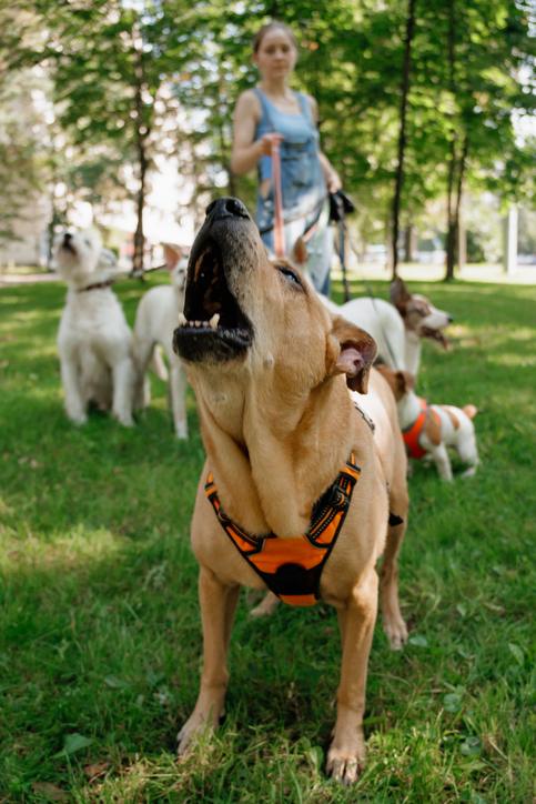 training app for dogs