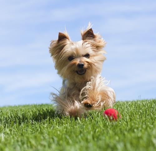 Puppy Training — Koru K9