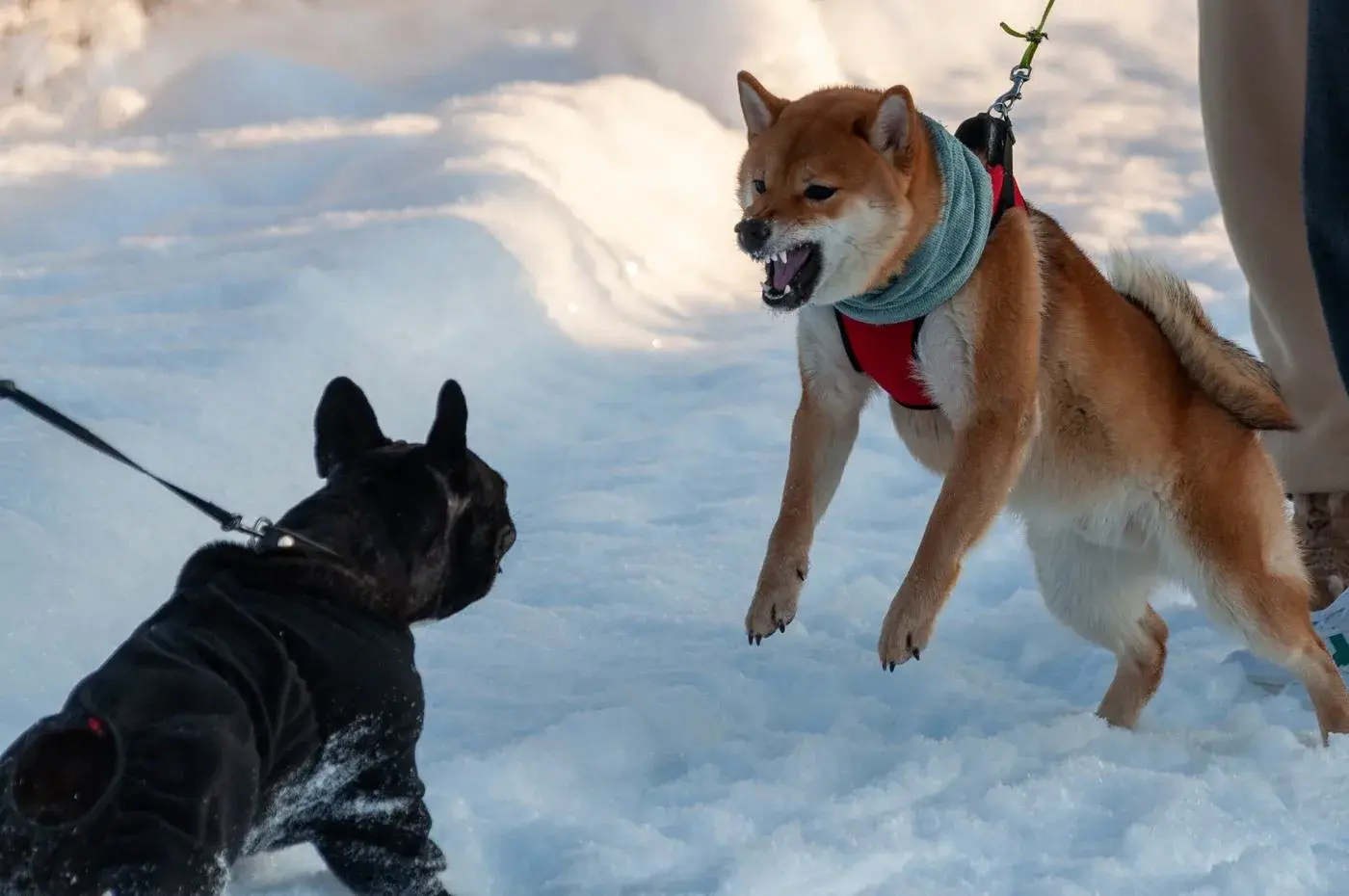 Leash Reactivity — Koru K9