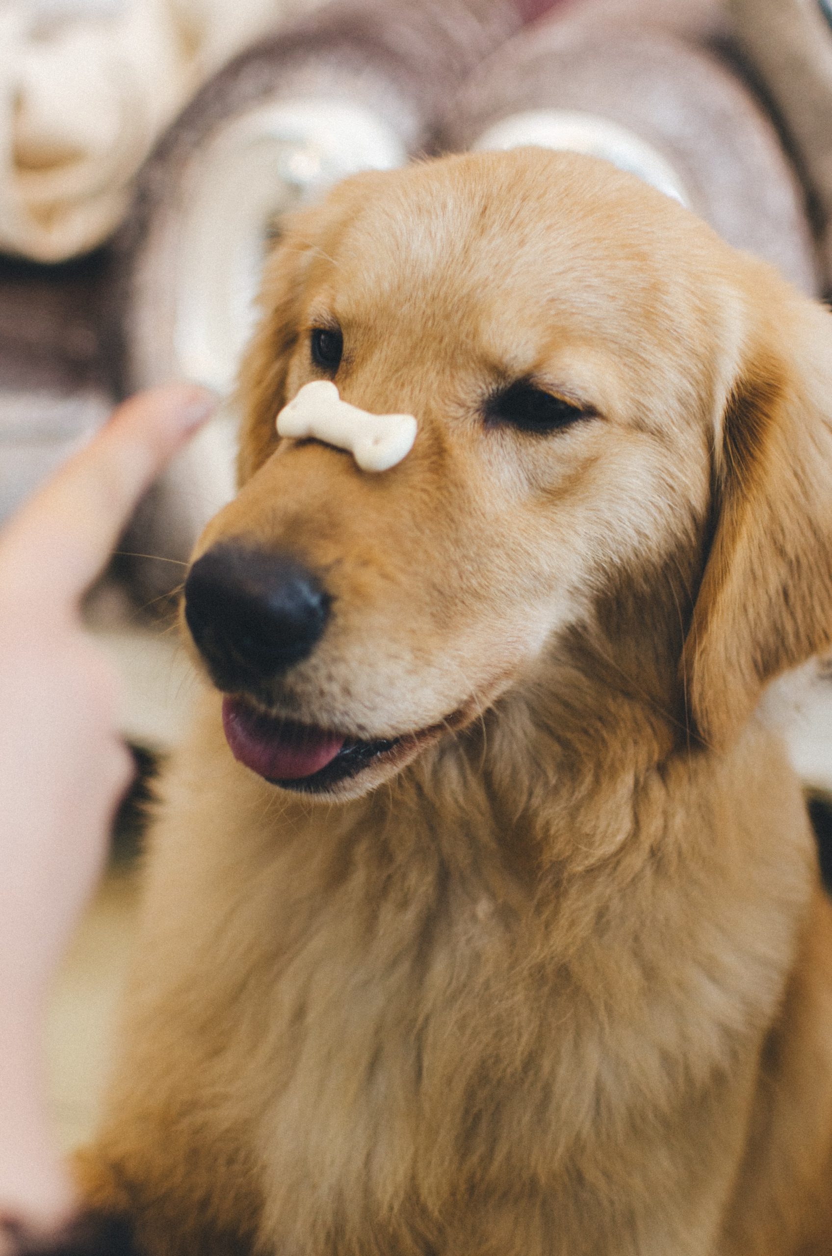 Golden Retriever Balancing Milk Bone On His Nose