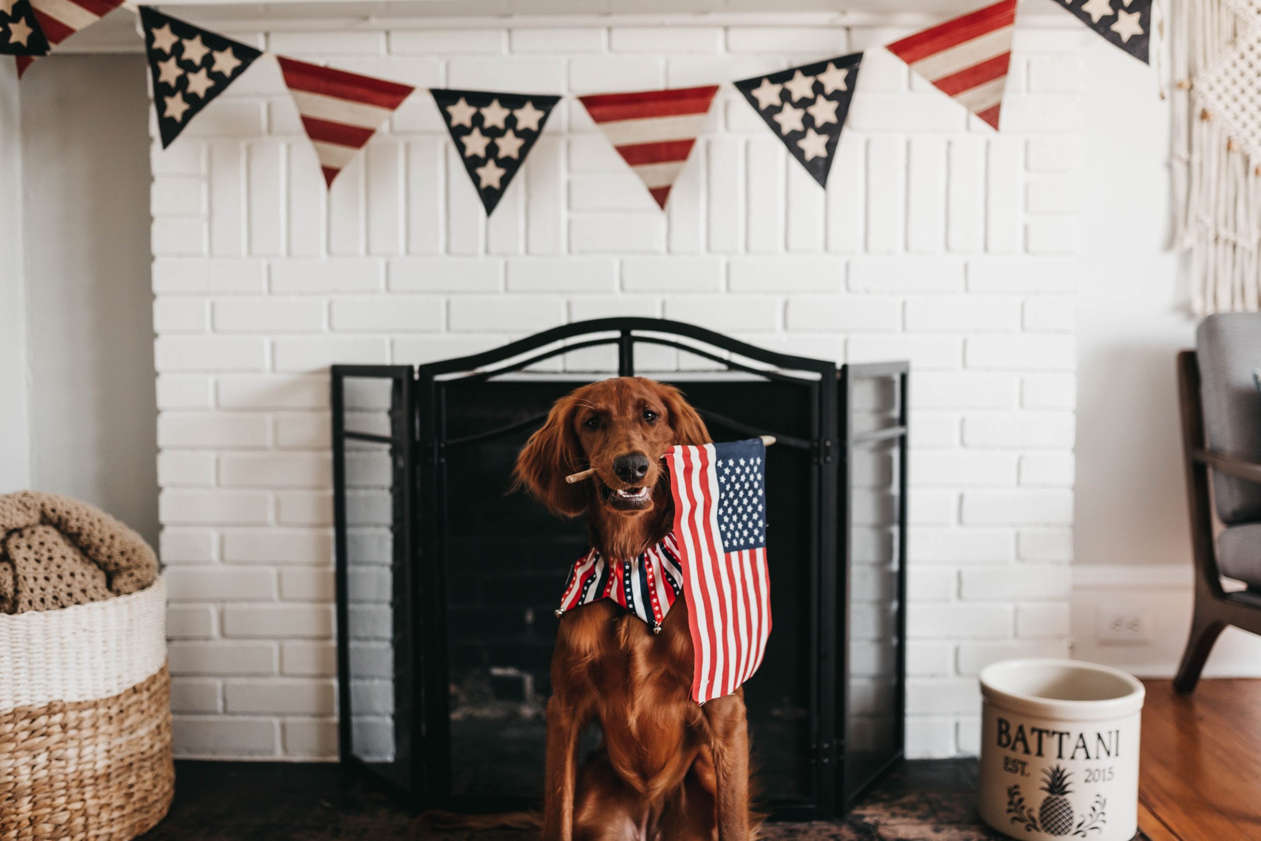 Dog With U.S. Flag In Mouth In Front Of Fireplace