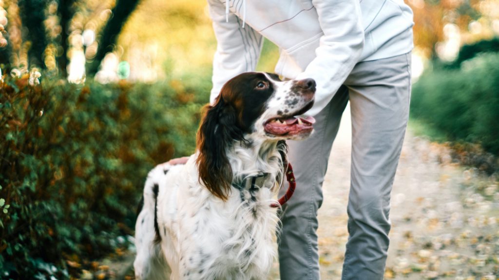 A Man Petting a Brown and White Dog