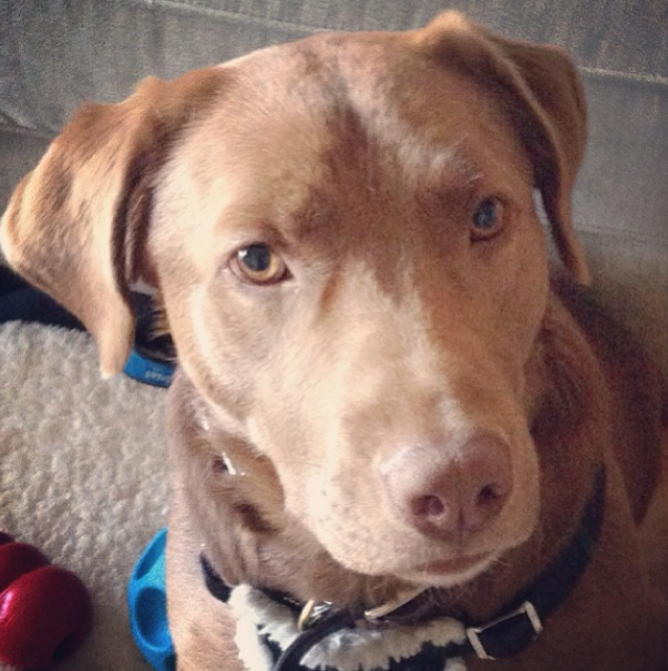 Chester, a Koru K9 Dog Client