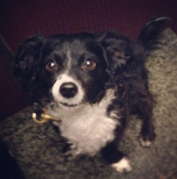 Charlie, a Dog That Went Through Koru K9s Dog Training Program