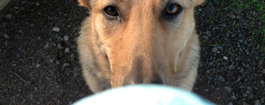 A Dog Sitting and Waiting to Be Given a Toy
