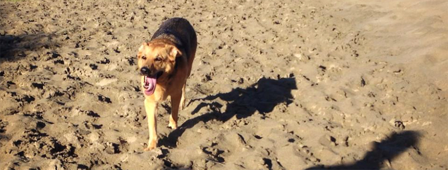 A Brown Dog Walking on a Sandy Beach