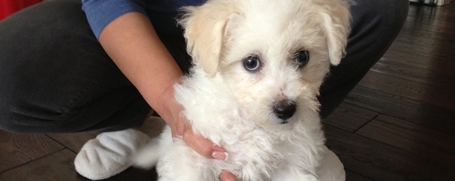 A Person Holding a Small White Dog on a Hardwood Floor
