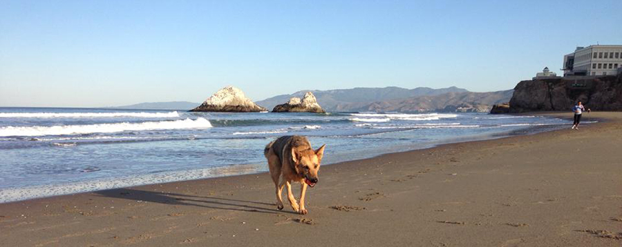 Dog Walking On Beach Back To The Ocean