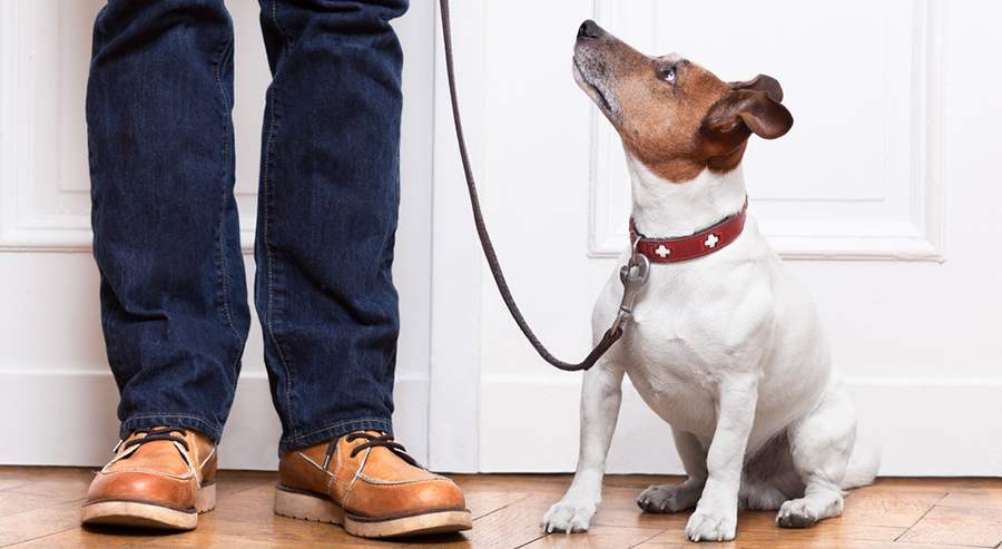 A Dog Sitting on the Floor Looking up at a Person