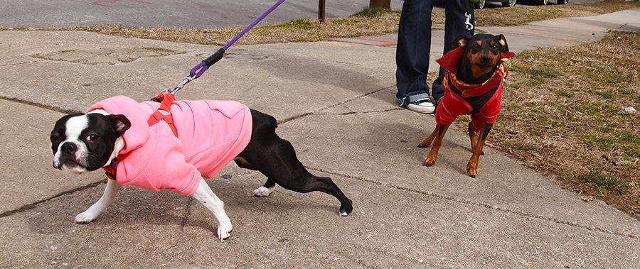 Two Dogs on Leashes