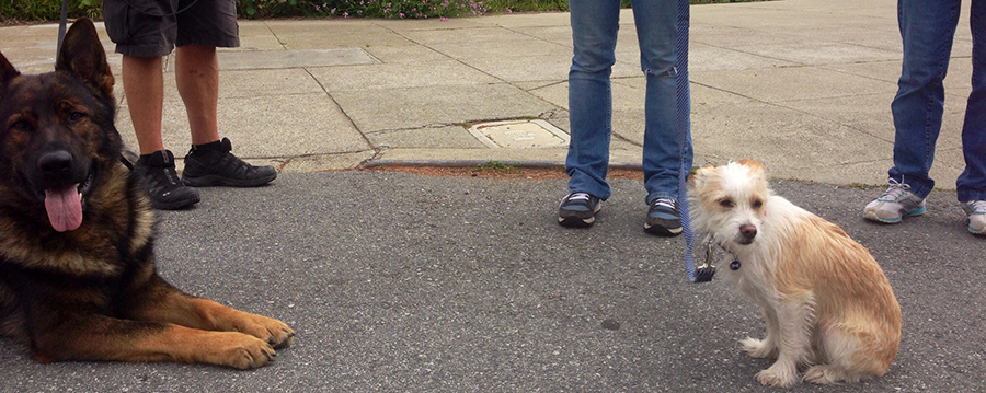 A Small Dog And A Big Dog Sitting On The Cement Looking At The Camera