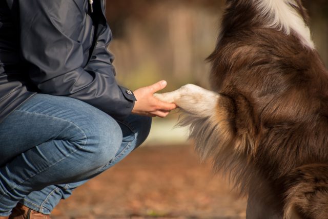 Like Cats and Dogs? Teach Your Dog and Cat to Live in Harmony – American  Kennel Club