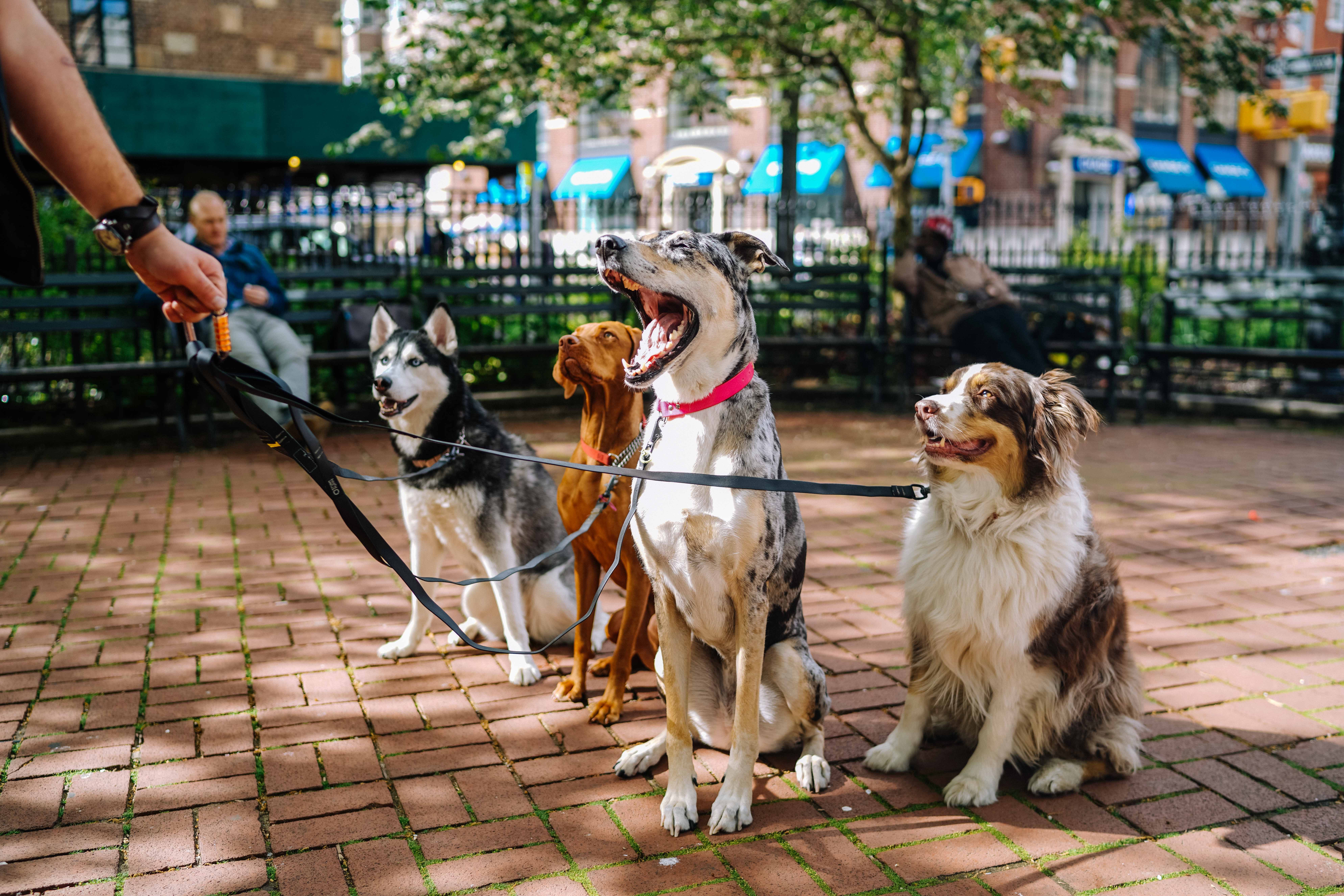 A Group of Dogs With Leashes Sitting On Brick Patio
