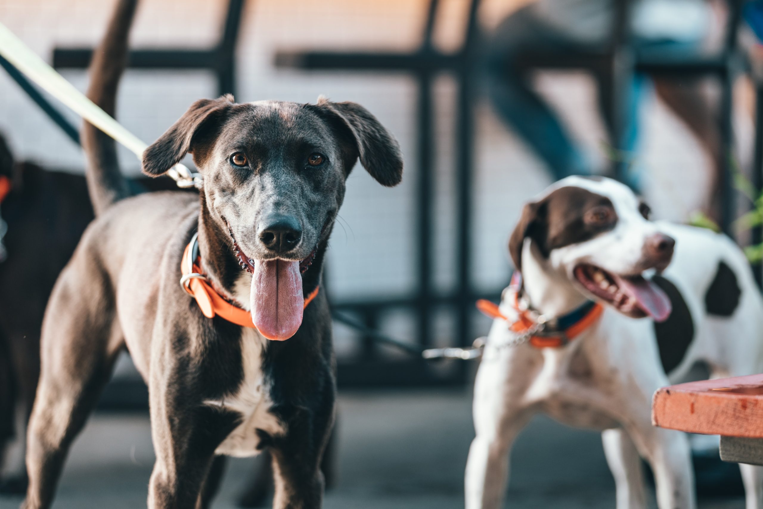 A Couple of Dogs That Are on Leashes