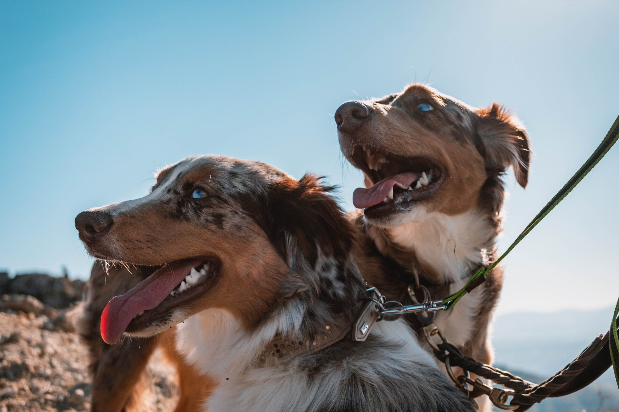 Two Australian Shepherd Dogs with Blue Eyes Looking Uphill